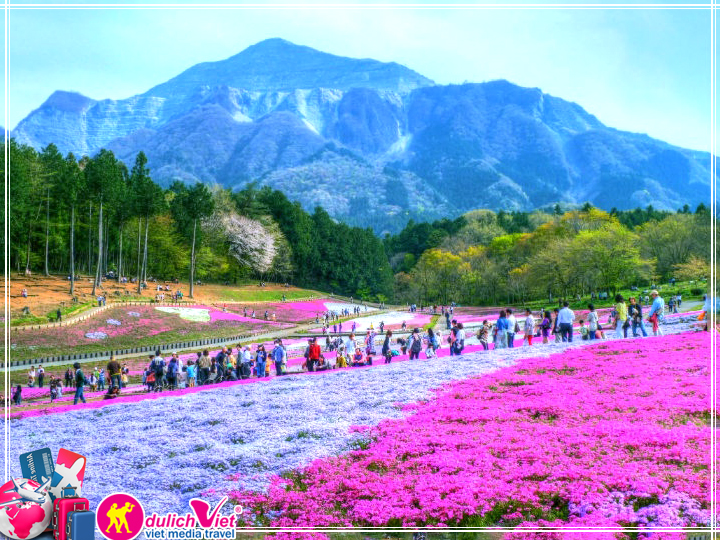 Du lịch Nhật Bản 4 ngày 3 đêm ngắm hoa chi anh giá tốt 2017